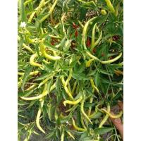 ราคา จำนวน200 เม็ด ซอง ซื้อ 3แถม1 เมล็ดพันธุ์พริกยอดสน พริกยาว ผลดก มีคุ่มือการเพาะปลูก (21764308366)