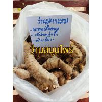 ราคา ว่านมหาเมฆ ขมิ้นดำ ราคาต่อ เหง้า 50บาท เป็นว่านทางสมุนไพรช่วยบำรุงร่างกาย ขยายหลอดลมช่วยสมานเเผลเเก้เชืัอรา เเบททีเรีย เเละมีพุทธคุณทางคงกระพันชาตรีเมื่อนำมาเคี้ยวทานอีกด้วย (24665557282)