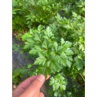 ราคา ดอกไม้กินได้ โรสแมรี่สด ออริกาโนสด ใบไทม์สด สมุนไพรฝรั่งตัดสด สำหรับทำอาหารและตกแต่งอาหารเครื่องดื่ม (22801822371)