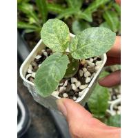 ราคา มะพร้าวทะเลทรายใบกลม Dorstenia foetida ไม้เพาะเลี้ยงในไทย ส่งทั้งกระถาง (21122019497)