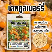 ราคา เคพกูสเบอรี่ Cape Gooseberry 200 300 เมล็ด ซอง (21583437064)