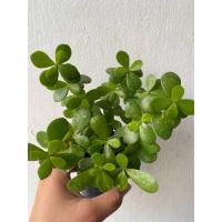 ราคา ต้นคลาสซูล่า ต้นใบเงิน ต้นดูดทรัพย์ ไม้มงคล กระถาง 3 นิ้ว (21371224338)