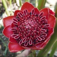 ราคา 10 เมล็ด ดอกดาหลา กาหลา ดาหลา ดาหลาขาว Torch ginger (23671070396)