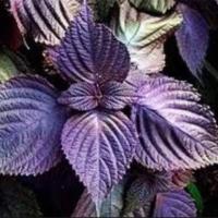 ราคา 500 เมล็ด ชิโสะ โอบะ งาเขียวเกาหลี งาเขียว ใบชิโสะ ใบโอบะ เมล็ดชิโสะ เมล็ดโอบะ เมล็ดงาเขียวเกาหลี เมล็ดงาเขียว เมล็ดใบชิโสะ งาเกาหลี (18156486534)