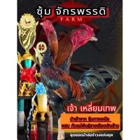 ราคา ไข่เชื้อไก่ชนพม่า เจ้าเหลี่ยมเทพ ผสมกับแม่พันธุ์สายเลือดเงินล้าน ม้าล่อรำวงแข้งคม แข้งหน้าจัด แม่น (24171840374)