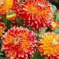 ราคา 20 เมล็ด ดอกรักเร่ รักเร่ ดาห์เลีย Dahlias สายพันธุ์ Autumn Sunburst (23382995492)