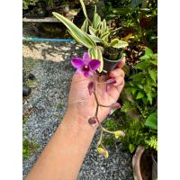 ราคา กล้วยไม้หวายแคระด่าง ใบ3 เฉดสีกระถาง1 นิ้ว (24213836437)