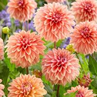 ราคา 20 เมล็ด ดอกรักเร่ รักเร่ ดอกรักแรก ดาห์เลีย Dahlia Seeds (23655429002)