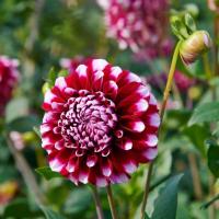 ราคา 20 เมล็ด ดอกรักเร่ รักเร่ ดาห์เลีย Dahlias สายพันธุ์ Checkers (23383589569)