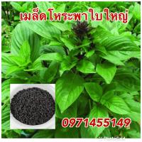 ราคา เมล็ดโหรพาใบใหญ่ 2000 เมล็ด โปร 3ซองแถม 1ซอง (8689681209)