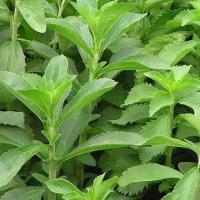 ราคา 50 เมล็ด หญ้าหวาน Stevia Seeds (24464807816)