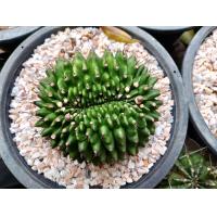 ราคา แคตตัส กระบองเพชร สวยๆ ถูกๆ ไซส์ใหญ่ ส่งพร้อมกระถาง ม้าเวียนด่าง ทีเร็ก ยิมโนลูกดก เดมซิอายด่าง แอสโตร ยิมโนโบราณ ขนนกขาว บล็อคโครี่ โลบิเวียดอกสีบานเย็น ช้างดอกเหลือง มะพร้าวทะเลทราย ยิมโนด่าง ยิมโนค