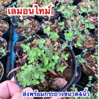 ราคา เลมอนไทม์ สมุนไพรฝรั่ง ส่งพร้อมกระถาง 4 นิ้ว (22851306436)