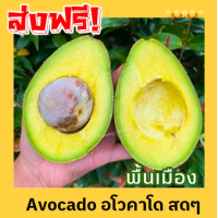 ราคา kk ส่งฟรี 1KG avocado อโวคาโด้ อโวคาโด อโวคาโด้ อโวคาโด้สด อโวคาโดสด สดจากไร่ อโวคาโด้ พื้นเมือง อะโวคาโด อะโวคาโด้ อะโวคาโดสด อะโวคาโด้สด เหนียวมันอร่อยมาก อโวคาโดส่งฟรี อโวคาโด้ส่งฟรี เก็บจากสวนทุกว