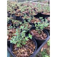 ราคา เลมอนไทม์ ส่งพร้อมกระถาง 4 นิ้ว (22530092191)