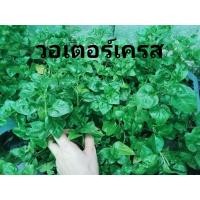 ราคา ต้นวอเตอร์เครส วอเตอร์เครส Watercress หรือ สลัดน้ำ หรือ ผักน้ำ ในถุงดำ พร้อมปลูก (24269062490)