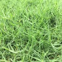 ราคา 1000 เมล็ด หญ้าสนาม สายพันธุ์ หญ้าไทเป หญ้าญี่ปุ่น หญ้านวลน้อย หญ้ามาเลเซีย หญ้าเบอร์มิวด้า (24469972749)