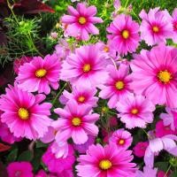 ราคา 100 เมล็ด เมล็ดพันธุ์ ดาวกระจาย คำแพ คำเมืองไหล คำอังวะ คอสมอส ดาวเรืองพม่า Cosmos Seeds ดอกสีชมพู (24695534201)