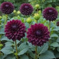 ราคา 20 เมล็ด ดอกรักเร่ รักเร่ ดอกรักแรก ดาห์เลีย Dahlia Seeds (23655429003)