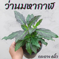 ราคา ต้นว่านมหากาฬ กระถาง 6นิ้ว (21347958781)
