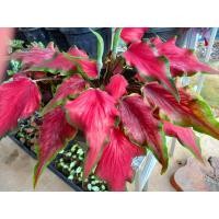 ราคา เบบี้ ลูกไม้ บอนสี ต้นขนาดเล็ก พญาเศวต กวนอู กวนอิม บอนสี ไม้ใบสวย ต้นไม้ฟอกอากาศ ไม้น้ำ ไม้ประดับ ต้นไม้มงคล (16236588903)