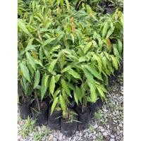 ราคา ต้นอโศก อโศก ไม้ทำรั้ว อโศกอินเดีย โสกอินเดีย อศกเช้นต์คาเบรียล (22917517202)