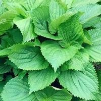 ราคา 500 เมล็ด ชิโสะ โอบะ งาเขียวเกาหลี งาเขียว ใบชิโสะ ใบโอบะ เมล็ดชิโสะ เมล็ดโอบะ เมล็ดงาเขียวเกาหลี เมล็ดงาเขียว เมล็ดใบชิโสะ งาเกาหลี (18156486533)