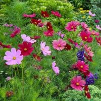 ราคา 35 เมล็ด ดอกดาวกระจาย ดาวกระจายฝรั่ง Cosmos Seeds (23653691045)