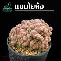 ราคา สวนขายเอง แมมโยกัง Mammillaria compressa cv Yokan ไซส์กระถาง 2 3 นิ้ว แคคตัส แคนตัส กระบองเพชร ตะบองเพชร ต้นไม้ประดับ (22227082799)