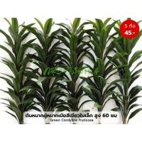 ราคา ต้นหมากผู้หมากเมีย สีเขียวใบเล็ก 5 กิ่ง ความยาว 60 ซม (24510707901)