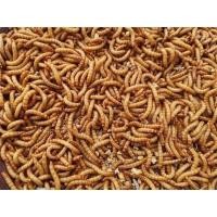 ราคา คุณหนู Khunnoo 45 กรัม จิ้งหรีด สะดิ้ง หนอนไหม หนอนนก (20539523484)