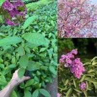 ราคา ต้น ตะแบก เปลือกแตก ชื่อที่คุ้นหู ไม้ป่าหายาก ดอกสวย สีชมพู อมขาว ดอกสีชมพูคล้าย ซาระ (24547045972)