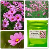 ราคา เมล็ดพันธุ์ ดาวกระจายสีชมพู ดอกคอสมอส บรรจุ 150 เมล็ด ของแท้จ้า (23860823912)