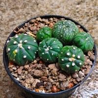 ราคา แอสโตรด่างAstrophytum ฟอร์มกอกระถาง4นิ้ว 45บาทสินค้าตามภาพ (23787095977)