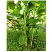 ราคา หน่อกล้วยหอมทอง ลูกใหญ่ พันธุ์ ลพบุรีแท้ ซื้อ1 0 แถมฟรี1 หน่อ ทุกๆ10หน่อค่ะ กล้วยหอมทอง ต้นกล้วยหอมทอง (17412035675)