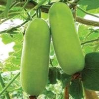 ราคา ฟักเขียว ฟักอ่อน ฟักแก่ ฟักแฟง ฟักเขียวแก่ แพ็คละ 1 ลูก (21177066115)