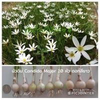 ราคา บัวดิน แคนดิดา เมเจอร์ Candida Major ดอกบัวดินสีขาว 10 หัว (402529784)
