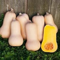 ราคา เมล็ดพันธุ์ บัตเตอร์นัท Waltham Butternut Squash Seed บรรจุ 25 เมล็ด คุณภาพดี ราคาถูก ของแท้ 100 (24323956074)