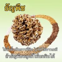 ราคา ลูกสนขนมนก ฟอพัส เลิฟเบิร์ด ค็อกคาเทล ช่วยเพิ่มความสมบูรณ์ และแข็งแรง ให้กับจะงอยปาก อาหารนก (24654492710)