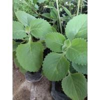 ราคา หูเสือ ต้นใบหูเสือ ผักกินกับลาบ สมุนไพร ต้นกล้าใบหูเสือ (22935110463)