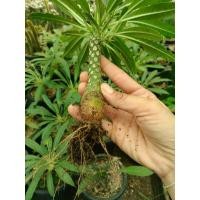 ราคา มะพร้าวทะเลทราย Dorstenia foetida Schweinf (24834876415)