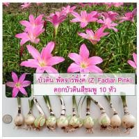 ราคา บัวดิน ฟัดจาร์พิ้งค์ Z Fadjar Pink ดอกบัวดินสีชมพู 10 หัว (382609918)