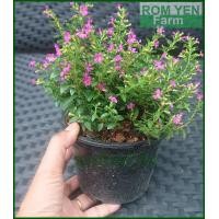 ราคา ต้นหลิวไต้หวัน แดง หลิวไต้หวัน ดอกสีแดง ในกระถาง 5 นิ้ว (12609649047)