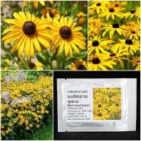 ราคา เติบโตง่าย เมล็ดพันธุ์ ดอกแบล็คอาย ซูซาน Black Eyed Susan Seed 1000 เมล็ด คุณภาพดี ของแท้ 100 (24324346131)