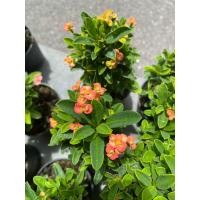 ราคา โป๊ยเซียนต้นเล็ก โป๊ยเซียนแคระ ดอกเล็ก สีสวย ใบเล็ก มีหลายสี จัดส่งพร้อมกระถาง 3 นิ้ว (22847468579)