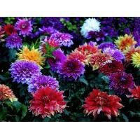 ราคา เมล็ดพันธ์ุดอกไม้ เมล็ดรักเร่ เมล็ดพันธุ์ ดอกรักเร่คละสี Dahlia Flower Mix Seed บรรจุ 200 เมล็ด คุณภาพดี ราคาถูก ของแท้ 100 ต้นรักเร่ เมล็ดเดซี่ ต้นดอกรักเร่ เมล็ดดอกรักเร่ ไม้ประดับ เมล็ดพันดอกไม้ เม
