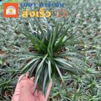 ราคา ต้น ชุด 20 หนวดปลาดุกแคระ หนวดปลาดุก ไม้คลุมดิน ตกแต่งสวน ปูพื้นสนาม ส่งเร็ว (22545734525)