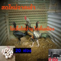 ราคา ไข่เชื้อไก่บ้าน ไก่พื้นเมือง 20 ฟอง ไม่ใช่ไก่ชน อัตราพ่อ แม่พันธุ์ไก่บ้าน ตัวผู้ 1 ตัว ต่อแม่ไก่บ้าน 3 ตัว ไข่เชื้อไก่บ้านเก็บใหม่ทุกวัน (24899952442)