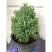 ราคา ต้นสนบอม สนบอม สนบอมแคระ สนแคระ สนบอมญี่ปุ่น สนบอมแคระญี่ปุ่น สนญี่ปุ่นแคระ สนแผง ต้นสน (16426152972)