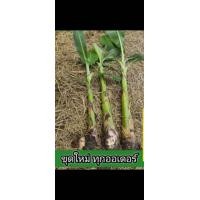ราคา หน่อกล้วยน้ำว้าเตี้ยพระราชทาน (24696915092)